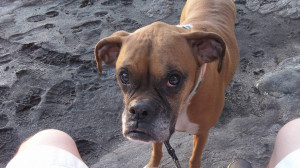 Dog Misses Shes Sad Pouting