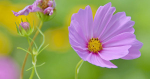 Cosmos Flower In Full Bloom And Bud Photograph