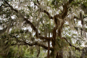 Things Love About Savannah