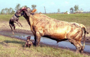 Dog fighters who brought their Staffordshire 