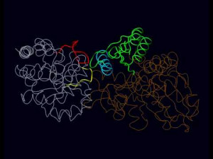 Ligand_(biochemistry) - Image of Ligand_(biochemistry)