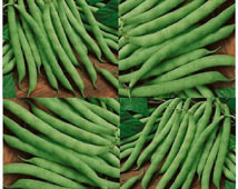 20 x Organic BLUE LAKE Bean seeds ~ LONG Term Producer Bush Bean ...