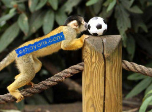 Bolivian Squirrel monkey plays with a toy football at London Zoo