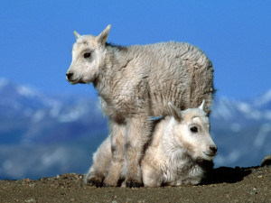 free mountain goat kids