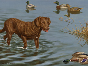 Chesapeake Bay Retriever Wades in Water to Retrieve a Dead Duck ...