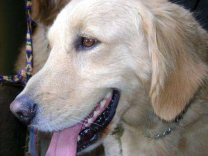 Fotos De Vendo Hermosos Cachorros Golden Retriever En México