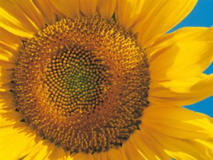 Inspirational Flowers Quotes