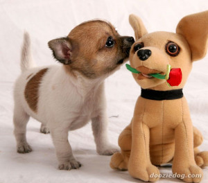 Chihuahua-Puppy-5.jpg