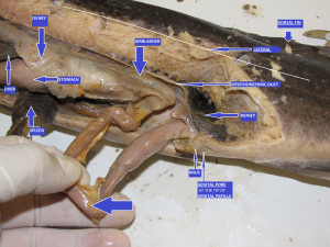 ... Sword And Shield · Forgetting Sarah Marshall Quotes Dracula