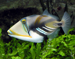 dangerous freshwater fish