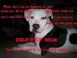 Pit Bull Dog Quotes http://www.coolchaser.com/graphics/tag/pit%20bull ...