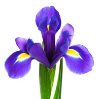 Flowers And Flower Meaning