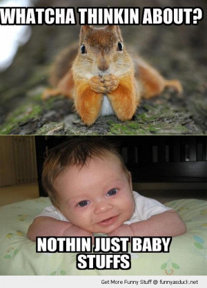thinking about squirrel dunno baby stuff animal cute funny pics ...