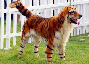 tiger dog category funny pictures funny animal tiger dog