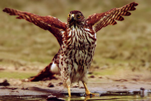 Image search: Chickenhawk