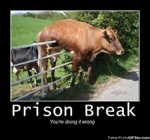 Prison Break - Funny Pictures, MEME and Funny GIF from GIFSec.com