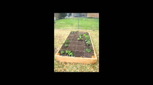 gardening-for-beginners-garden-tips-organic-vegetable-gardening.jpg