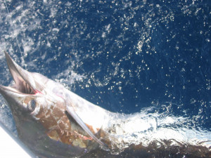 FISHING From Vilamoura - Deep sea fishing 6 Hrs