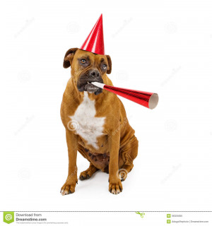 fawn Boxer dog wearing a red hat and blowing on a party horn.