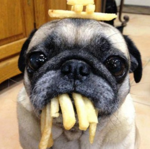 Pugs and fries that's pretty much my life.... best thing EVER!!