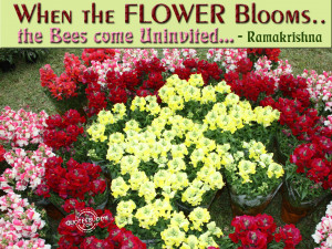 When the flower blooms, the bees come uninvited