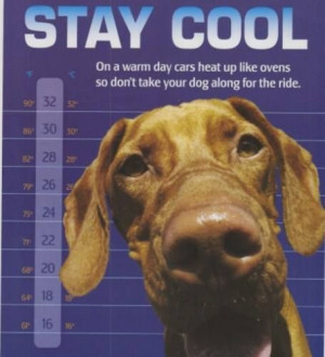 Keep your #dog COOL.