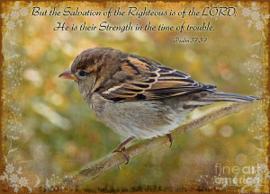 House Sparrow With Verse Photograph