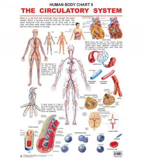 dreamland the urinary system book price rs 100 00 the urinary system
