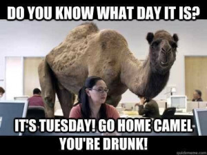 184744-Its-Tuesday-Go-Home-Camel-You-re-Drunk-.jpg