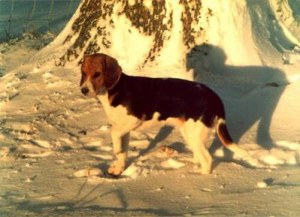 Hunting Dog Breeds For