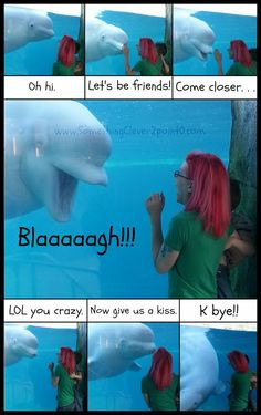 Cute Beluga Whales Something clever 2.0: a funny