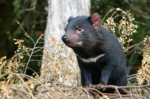 Tasmanian Devil Facts: Life Expectancy and Disease
