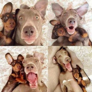 Selfies De Perros Amigos