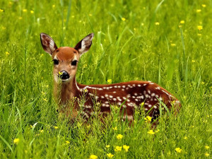 Beautiful Cute Deer in Jungle HD Photos