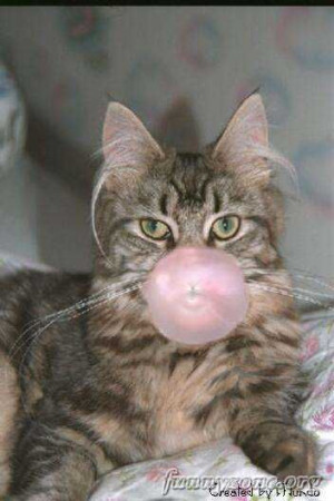 more funny pictures dont swallow your bubble gum funny picture cat ...