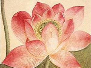 The Lotus Flower (in German)