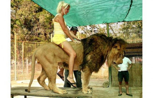 Top 15 Funny Lion Pictures & Magnificent Lion Photos