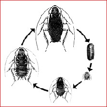 General CockRoach Information