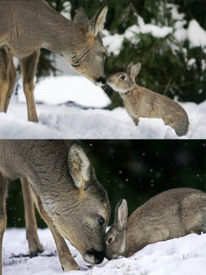 Unusual Animal Friendships: Real Life Thumper & Bambi