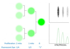 Flow Cytometry Analysis Cell Cycle