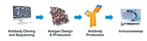 Sample Antibody Production Data: