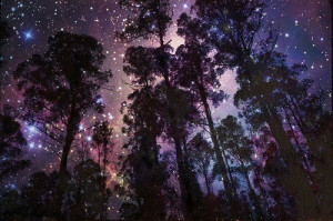 beautiful, forest, galaxy, night, silhouette, sky, stars, trees
