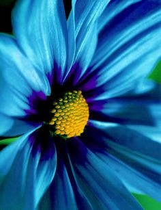 Blue Daisy More