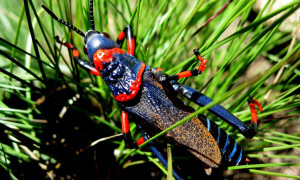Locust in Drakensberg