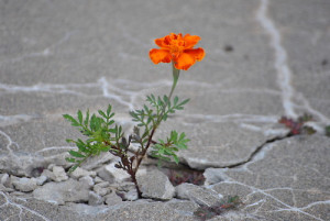 flower growing through cement is something special, beautiful, and ...