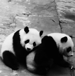 ... Panda animal bear gifset let me love you Pandas baby panda panda bear