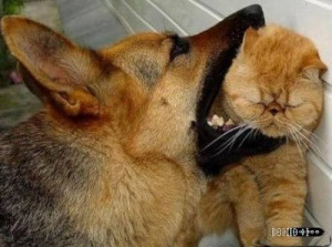Funny Cats Fighting Dogs Pictures