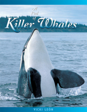 Pod of Killer Whales: The Mysterious Life of the Intelligent Orca