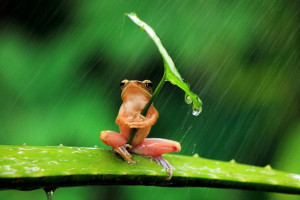 ... hoja como un paraguas ¡para no mojarse! Las increíbles imágenes