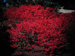 Shrub with Red Leaves